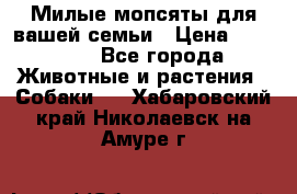 Милые мопсяты для вашей семьи › Цена ­ 20 000 - Все города Животные и растения » Собаки   . Хабаровский край,Николаевск-на-Амуре г.